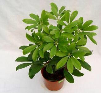 鸭掌木浇水多了掉叶怎么补救,鸭掌木掉叶子怎么处理怎么补救