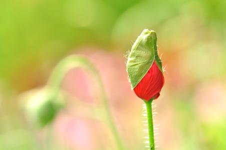 描写农家田园风光的诗,农村生活田园风景诗