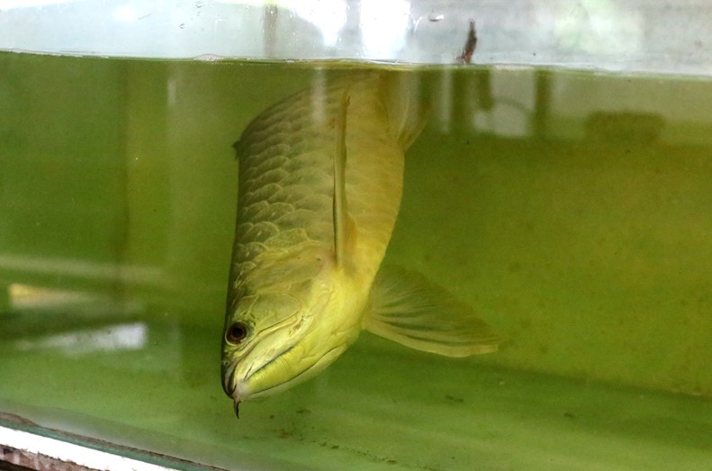 养了一年的金龙鱼怕人怎么办,养了七八年金龙鱼突然死了