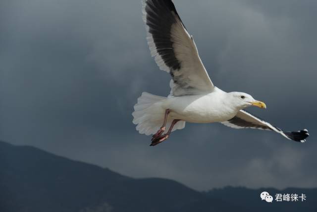 新手入门摄影买徕卡什么相机,徕卡m相机入门教程和拍照技巧