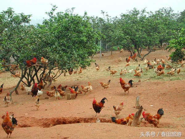 艳阳农庄休闲农业,南京金牛湖艳阳农庄度假村酒店