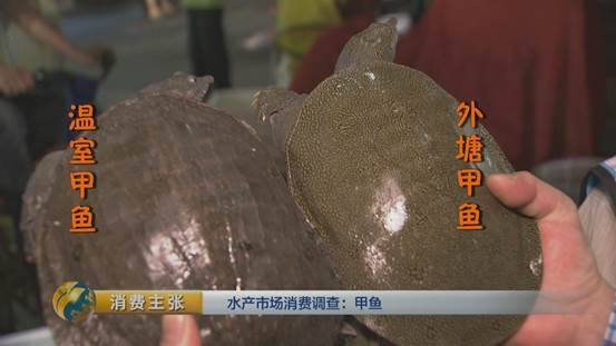水产挑选窍门,怎么选品质高的甲鱼