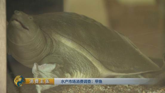 水产挑选窍门,怎么选品质高的甲鱼