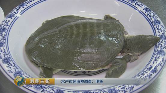水产挑选窍门,怎么选品质高的甲鱼