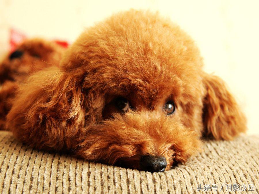 如何训练泰迪幼犬定点大小便,训练泰迪犬定点上厕所