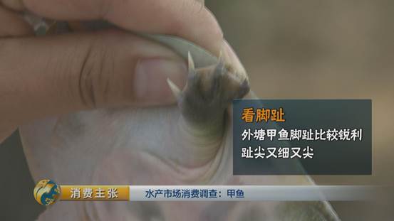 水产挑选窍门,怎么选品质高的甲鱼