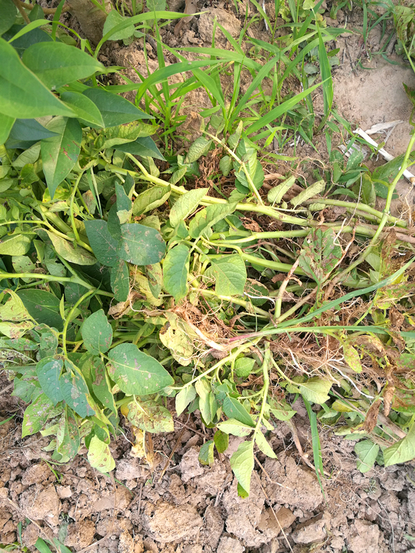 贵州干锅洋芋做法大全,农家炕锅土豆的做法