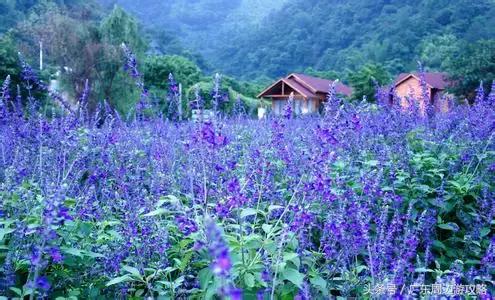 广东普罗旺斯花海,普罗旺斯的薰衣草紫色花海