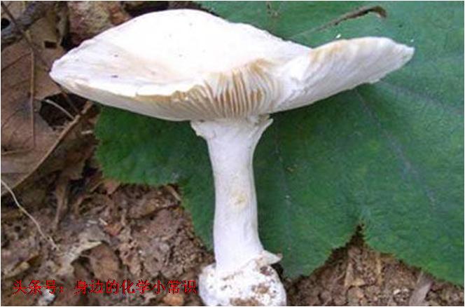 你知道毒蘑菇吃下去以后，它会对你的身体造成什么影响吗？