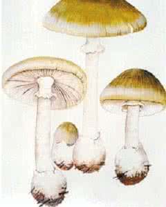 你知道毒蘑菇吃下去以后，它会对你的身体造成什么影响吗？