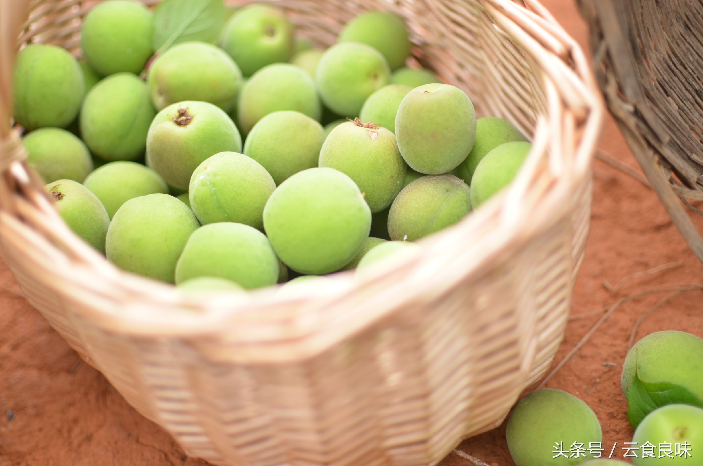 丽*青江**梅记｜青梅煮酒话养生，正是初夏