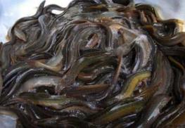 泥鳅养殖塘如何选择,泥鳅养殖技术资料大全