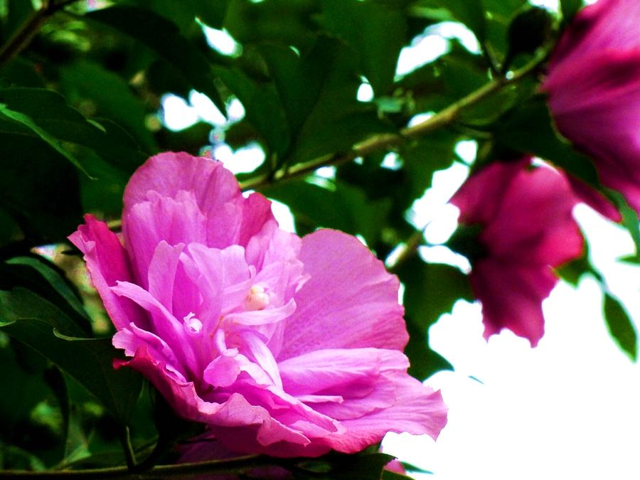 图说丨韩国的国花木槿