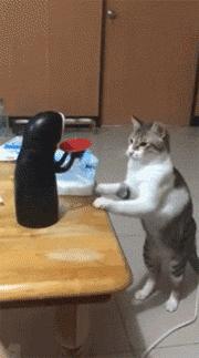 推主家的猫看电视，看着看着就睡着了，太可爱了，还翘着二郎腿！