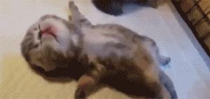 推主家的猫看电视，看着看着就睡着了，太可爱了，还翘着二郎腿！