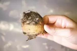 燕窝是哪种金丝燕的巢,金丝燕窝有什么成分