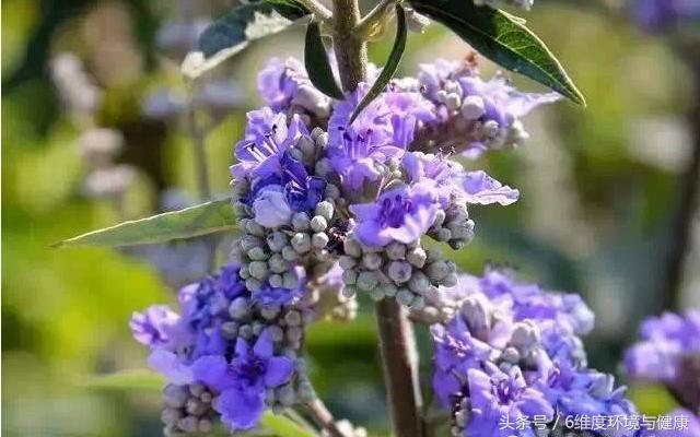 雌激素水平低引起心悸怎么办,雌激素水平低下最常见症状是