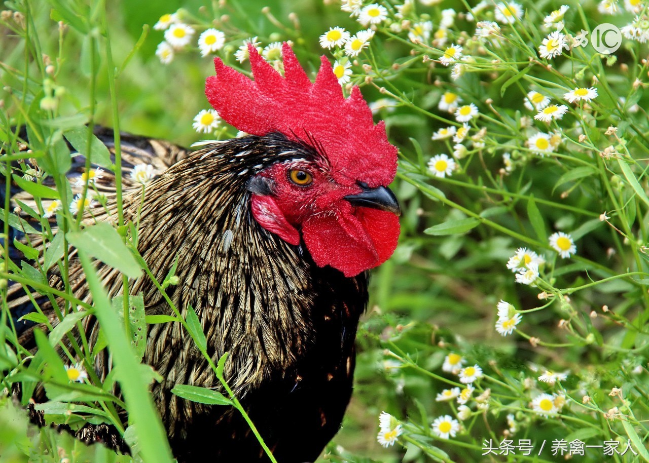 养鸡场常见的鸡病有哪些,鸡如何预防呼吸道疾病养鸡户必看