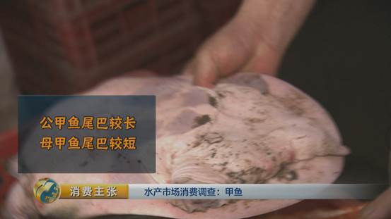 水产挑选窍门,怎么选品质高的甲鱼