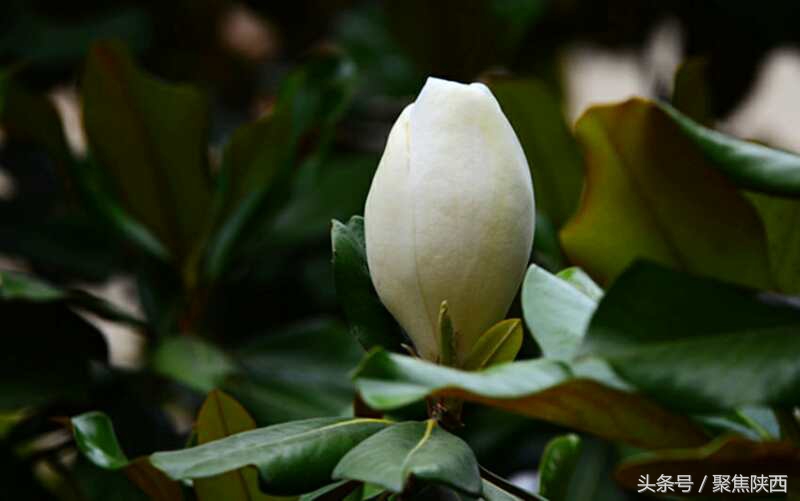 宝鸡广玉兰,广玉兰宝鸡