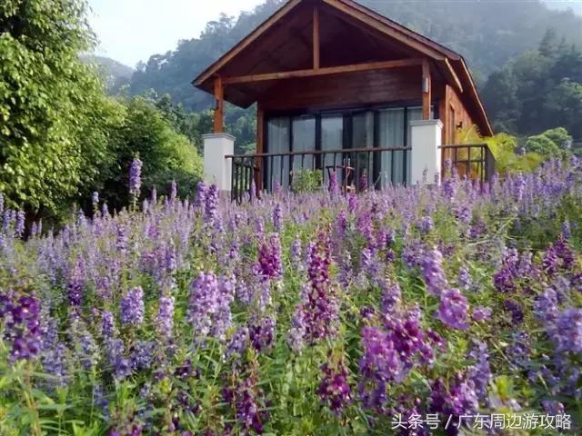 广东普罗旺斯花海,普罗旺斯的薰衣草紫色花海