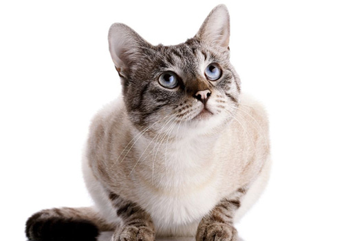 才带回家的幼猫不吃东西怎么办,幼猫几天不吃东西能喂葡萄糖吗