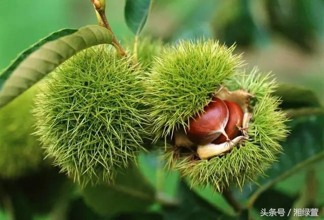 一说到栗子，就让人想到“举栗子”？