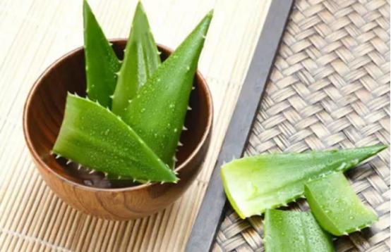 芦荟怎么自制面膜,芦荟黄芪当归祛痘面膜