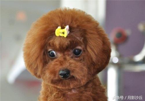 怀孕泰迪犬的关注事项