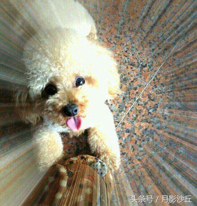 怀孕泰迪犬的关注事项