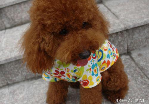 怀孕泰迪犬的关注事项