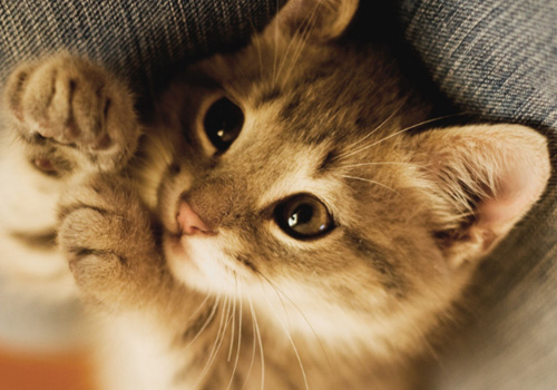 才带回家的幼猫不吃东西怎么办,幼猫几天不吃东西能喂葡萄糖吗