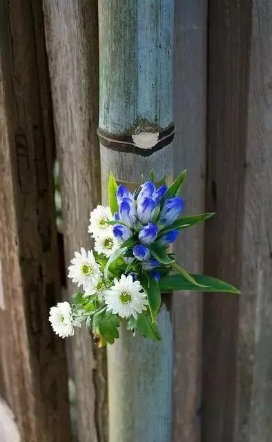 我想学插花有教程吗,学插花怎么学