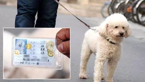 车撞死狗要不要退款,机动车撞死狗要赔钱吗