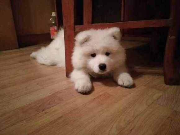 护食物的萨摩耶如何训,护食被主人打萨摩耶