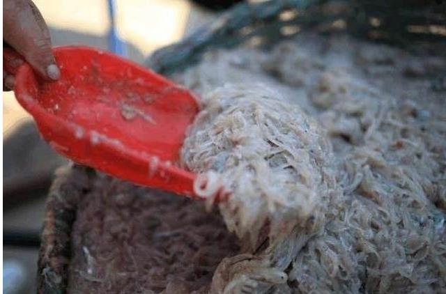 带女朋友回娘家吃辣条,带女友回广西吃水果