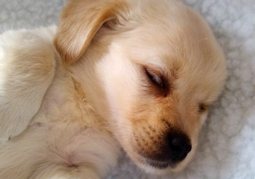 狗狗吃完驱虫药呕吐出了虫子,狗狗吃完驱虫药开始呕吐