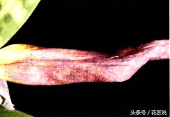 阳台种植蔬菜病害,阳台花卉常见病虫害及防治