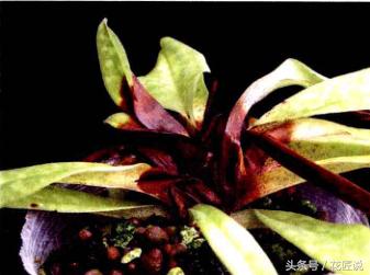 阳台种植蔬菜病害,阳台花卉常见病虫害及防治