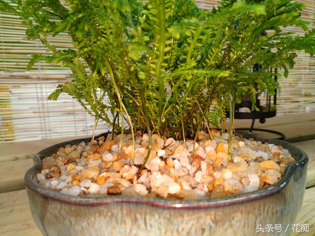 好看的植物活得久繁殖快,好看好养的蕨类植物