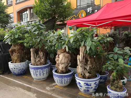 盆景市场低迷,盆景发展现状及前景