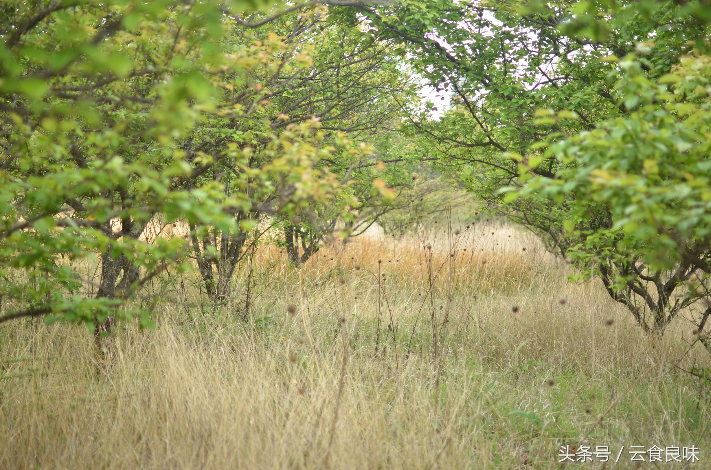 丽*青江**梅记｜青梅煮酒话养生，正是初夏