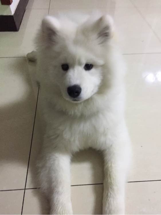 护食物的萨摩耶如何训,护食被主人打萨摩耶