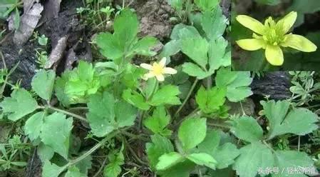 解猪病图的草药,养猪用什么草药治猪病