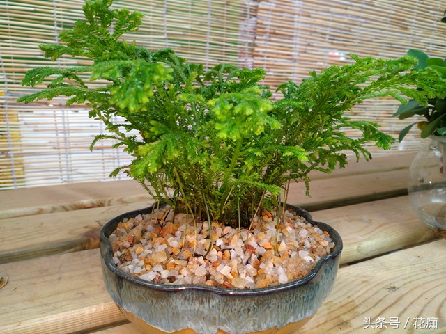 好看的植物活得久繁殖快,好看好养的蕨类植物