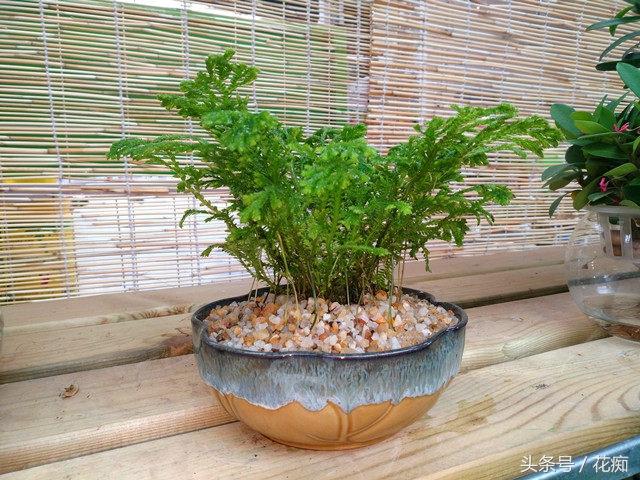 好看的植物活得久繁殖快,好看好养的蕨类植物