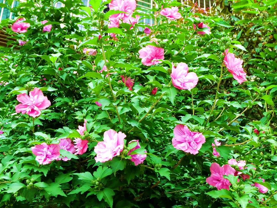 图说丨韩国的国花木槿