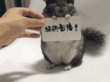 泰迪模仿主人的5种表现,泰迪真的能听懂人类的脚步声吗