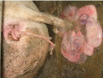 养猪全套技术如何提高受胎力,养猪技术视频猪不吃食怎么办