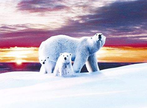 适合孩子看的八部动物电影,小朋友可以看的与动物有关的电影